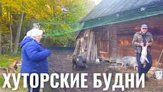 ИСТОРИИ ПРО ХУТОР В ЛЕСУ ,ТЕХНИКУ И ПАСЕКУ. ВЫБИРАЕМ СВИНКУ.