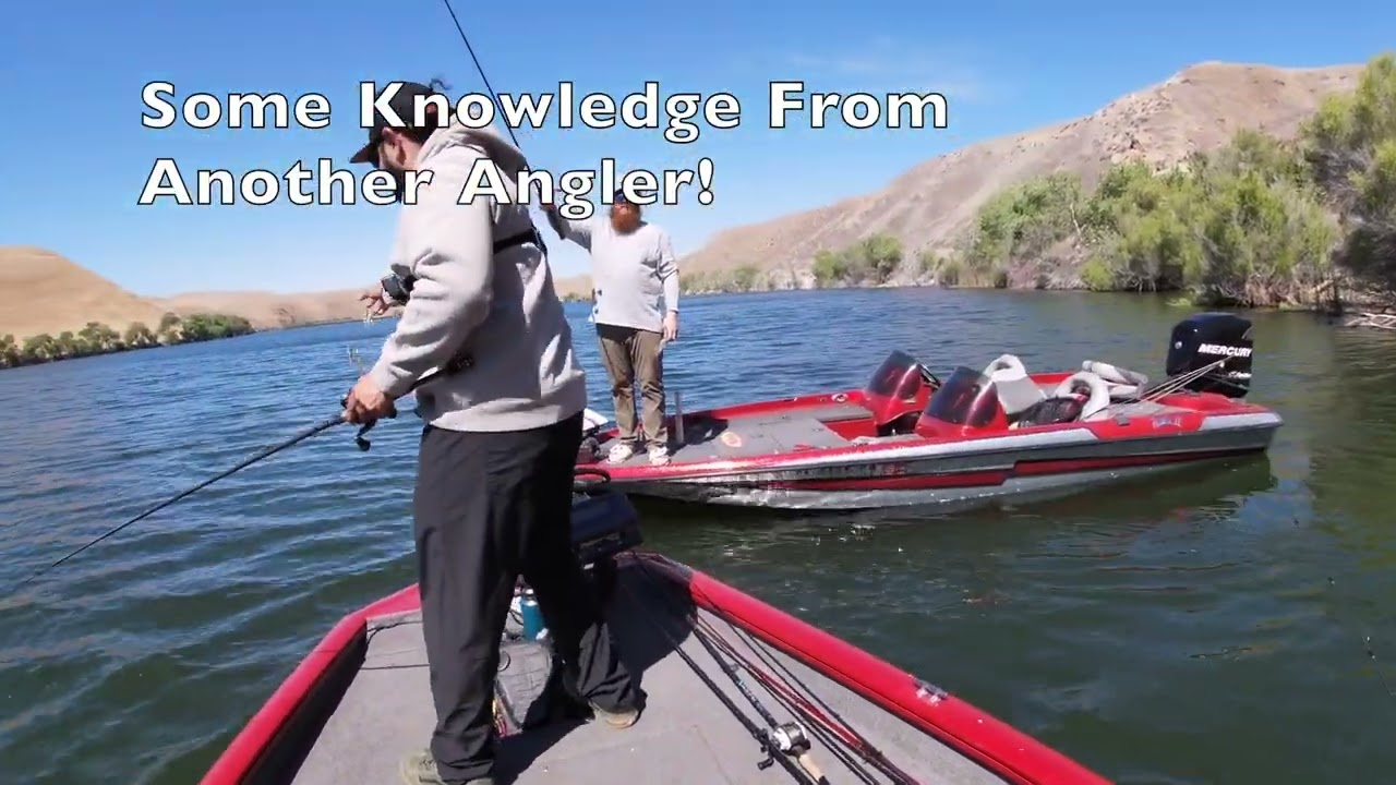Bass Fishing The Shad Spawn “They're Munching”