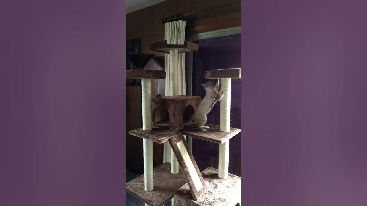 All Cats Have Aspergers YouTube