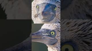 Download Lagu Blue foot booby #animals #birds MP3 Download Lagu Blue foot booby #animals #birds MP3
