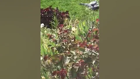 Garden in SEQUIM