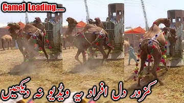 EXCLUSIVE ANGRY Camel Loading Video - Loading of Camel - Runaway Camel at Camel Market 2022