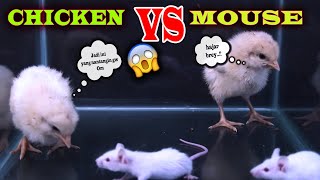 EXPERIMENT: AYAM VS TIKUS [Battle] Siapa Yang Menang.!! | Chicken Vs Mouse Real Fight.!!