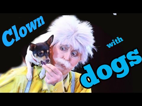 Дрессированные собаки Юлика Якубовского в программе цирка Никулина/Dog show in the  Moscow circus
