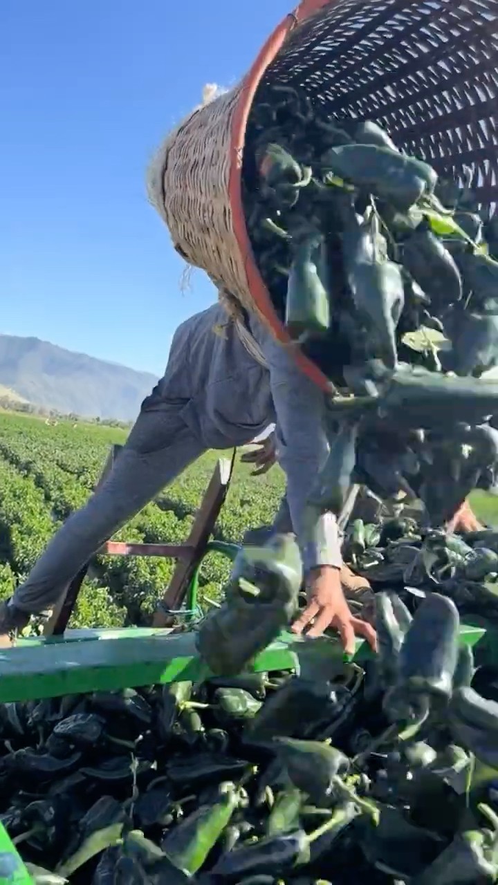 Los agricultores de Mexicali recibirán un apoyo histórico