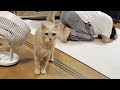 息子との追いかけっこがエスカレートすると感極まる猫