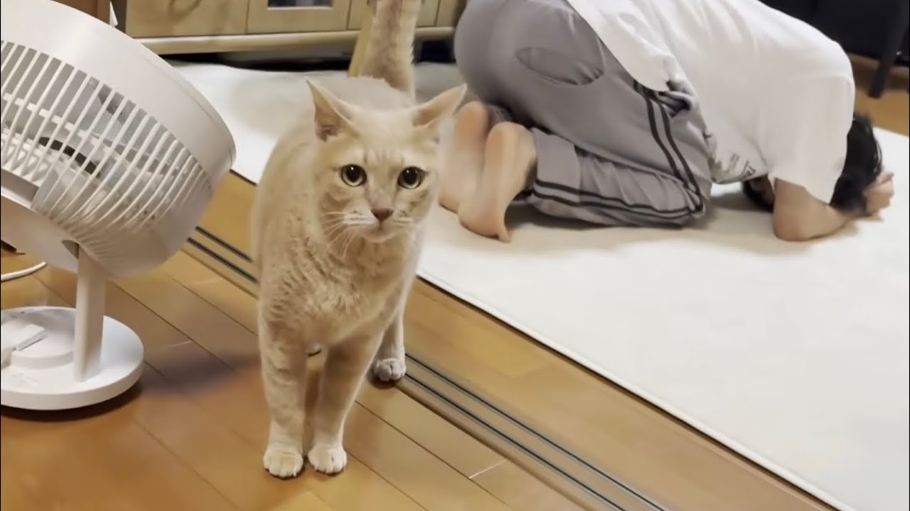 息子との追いかけっこがエスカレートすると感極まる猫