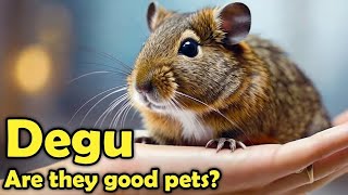 Why You Should Consider A Degu As Your Next Pet by Learn about Animals 6,731 views 5 months ago 10 minutes, 34 seconds