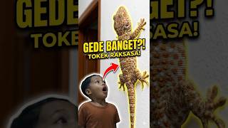 Gede Banget! Hewan Apa Ini?! 😱