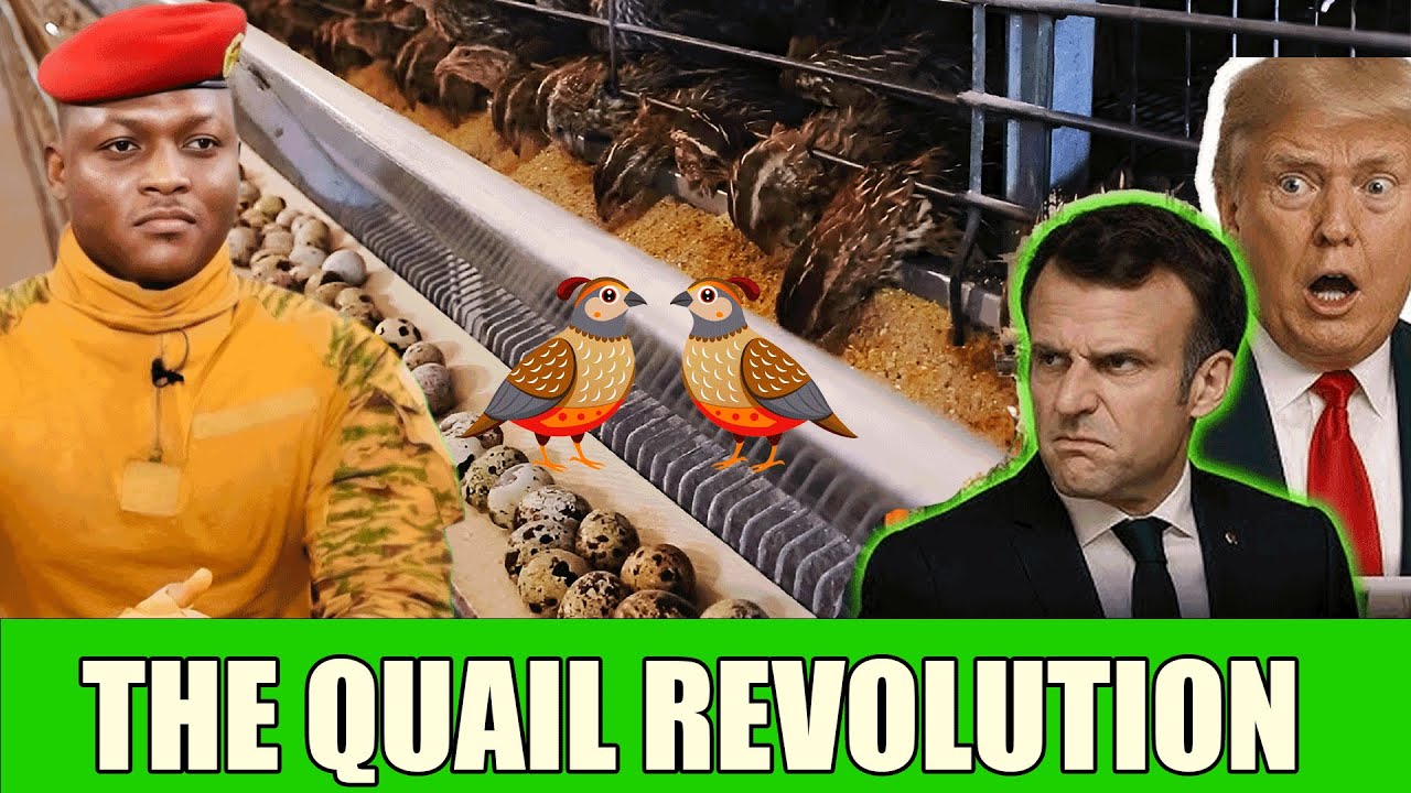 🐦 Перепелиная революция: как Буркина-Фасо превратила смех в средство выживания 🐦