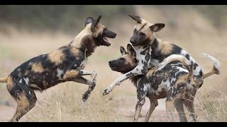 African Wild Dog Mating