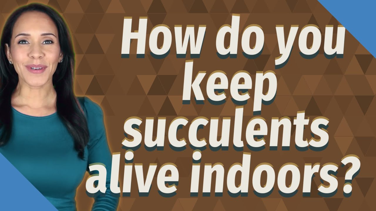 How do you keep succulents alive indoors? - YouTube