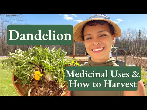 Video: Dandelion field - pantry of useful substances