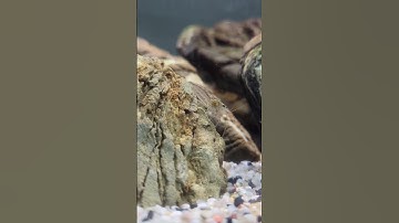 Amano Shrimp breeding 🦐