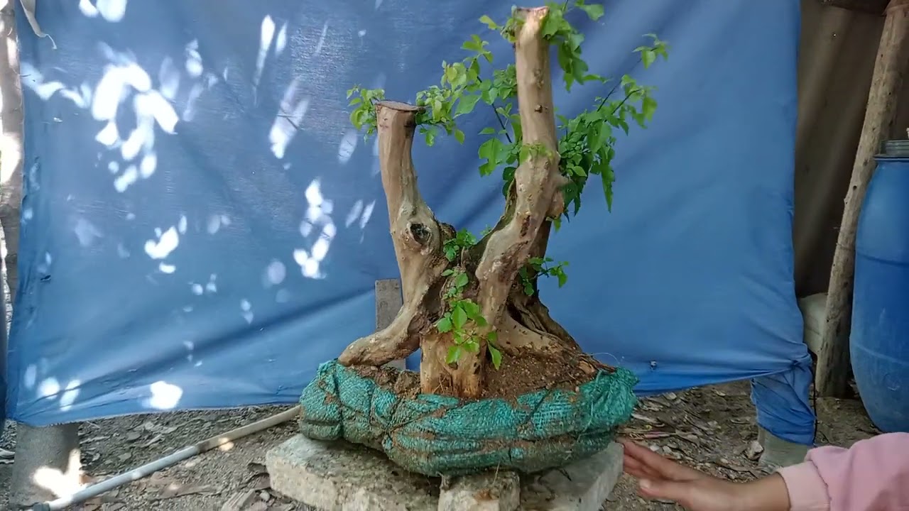 (₫ bán)Ms760. phôi san sản tam ₫ai phúc lộc thọ sống khỏe gl ace 200k ưng ý lh Zalo 0898650590(hiểu)