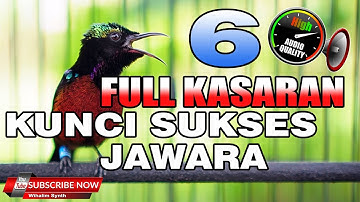 🔴 KOMPILASI MASTERAN KONIN FULL ISIAN KUNCI SUKSES KONIN JUARA COCOK UNTUK MASTERAN KOLIBRI NINJA