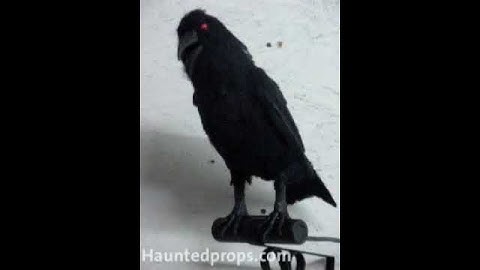 HAUNTEDPROPS.COM  ANIMATED RAVEN