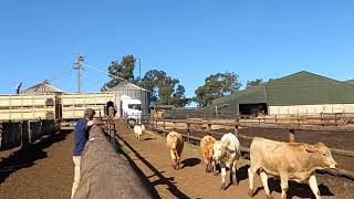 Australian cattle dog helping to unloading cattle.