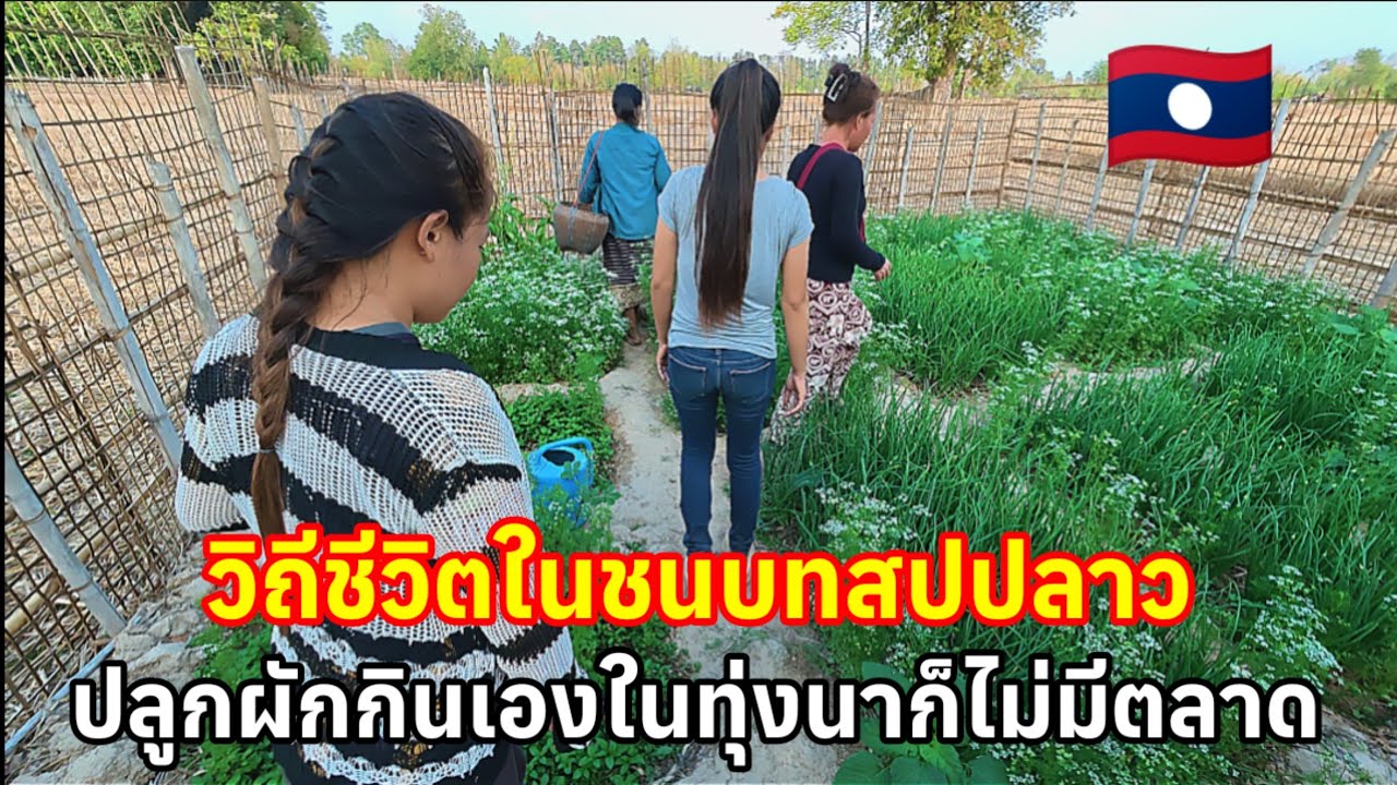 ในชนบทลาววิถีชีวิตเรียบง่ายปลูกผักกินเองตามทุ่งนาเพราะไม่มีตลาด