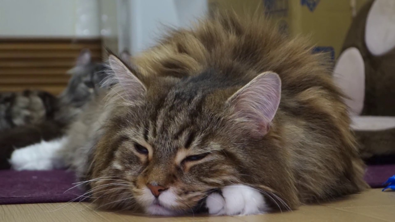 かわいい 猫 眠そうなメインクーンの寝顔 Maine Coon Cat Sleeping Youtube