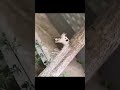 Mother's Love 💕💕 #animals #catlovers #cats #trendingvideo