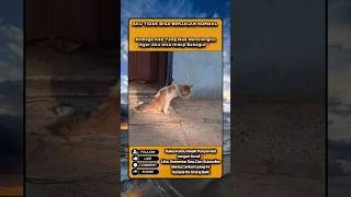 Tolonglah Aku #cat #anabul #kucingjalanan #catshorts #catlife