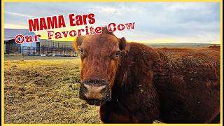 Mama Ears! | Follower Requested Video