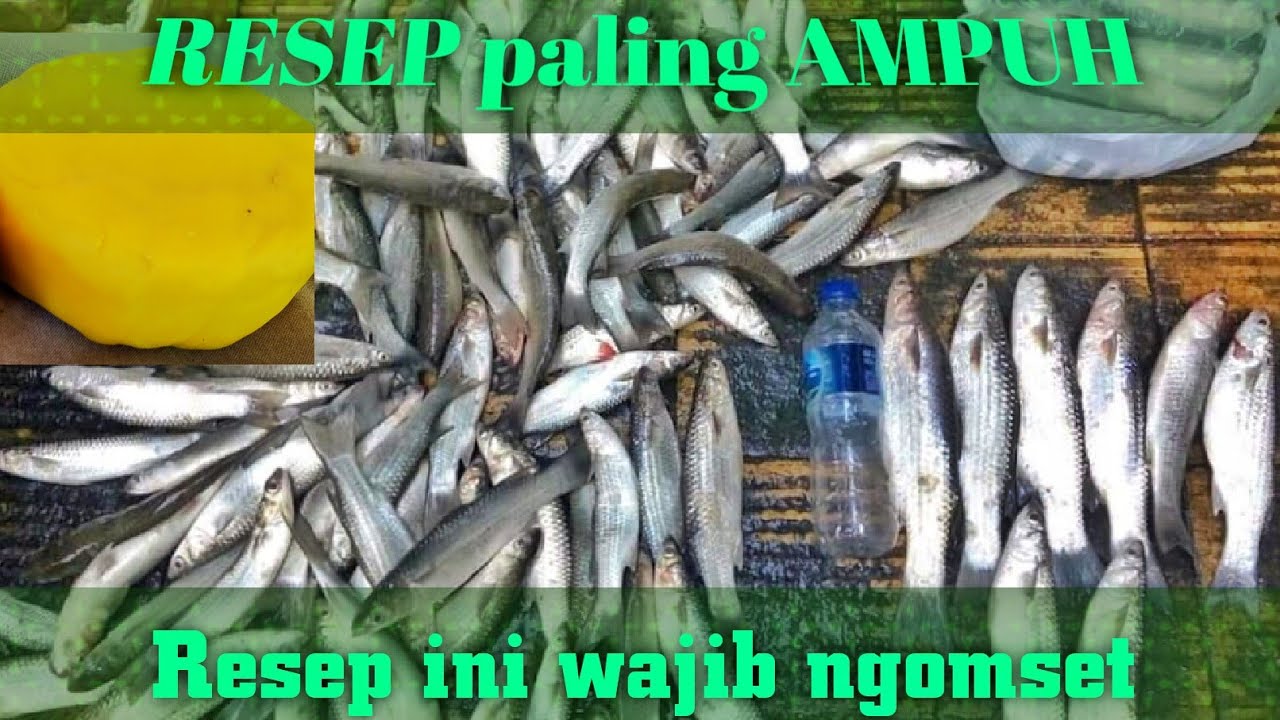 Resep Umpan Belanak Paling Ampuh || Wajib ngomset