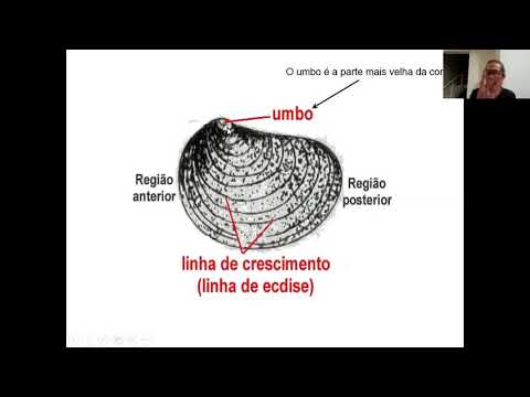 Vídeo: Molusco bivalve de água doce cevada: descrição, habitat, reprodução