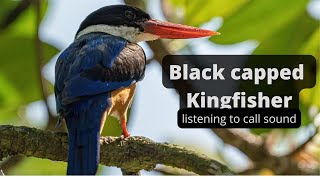Black capped  Kingfisher listening to call