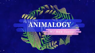 "Animalogy" at the Williamson County Public Library (2020) screenshot 4