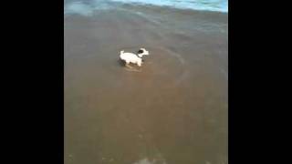 Puppy Getting Hit by a Wave at the Beach in Chicago Net Worth