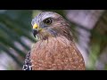 Red-shouldered or Coopers Hawk? | 40 Minutes Straight Eating Pork Chops On My Porch | #MountianMan