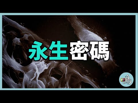 海拉細胞，被癌症詛咒的不死細胞，蘊藏著永生密碼 l HeLa cells