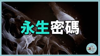 海拉細胞，被癌症詛咒的不死細胞，蘊藏著永生密碼 l HeLa cells