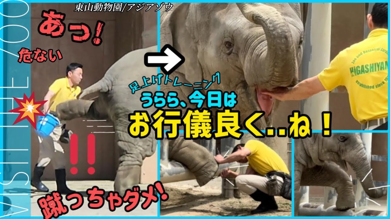 うらら足上げて～でも蹴りは禁止！飼育員さん奮闘子ゾウのトレーニング #東山動物園　ゾウ #うらら #赤ちゃんゾウ