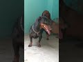 dashhounds#pets #puppy #cute #dog #viral #video #subscribe #plzsupport
