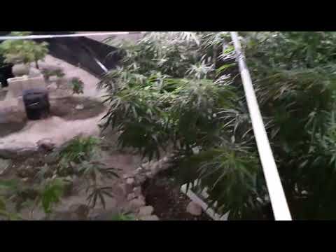 Un Pequeño Avance Del Cultivo 🌳🌱💣