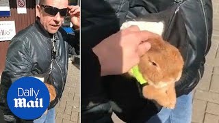 Man Rants His Guide Rabbit Is Not Allowed Into Pubs - Daily Mail