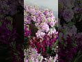 stock mathiola #music #electronicmusic #housemusic #edm