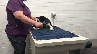 Puppy vaccinations with Treats | Teaching Animals by Teaching Animals 615 views 1 year ago 1 minute, 36 seconds