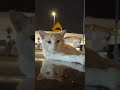 These Orange Cats Should Win an Oscar.