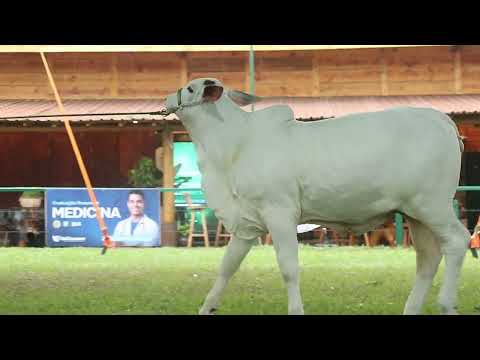 Lote 01