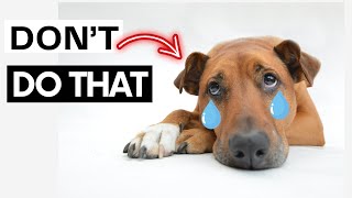 10 Things Dogs Hate About Humans
