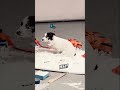 Dog DESTROYS Styrofoam in Garage #dog #pets