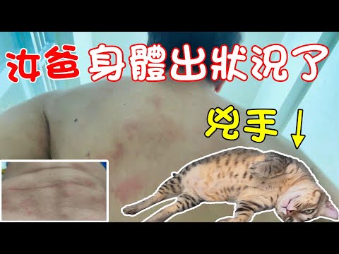 Your dad's health is failing! The culprit is the cat? ft. Jianqing Sand Clean Fabric Cleaner