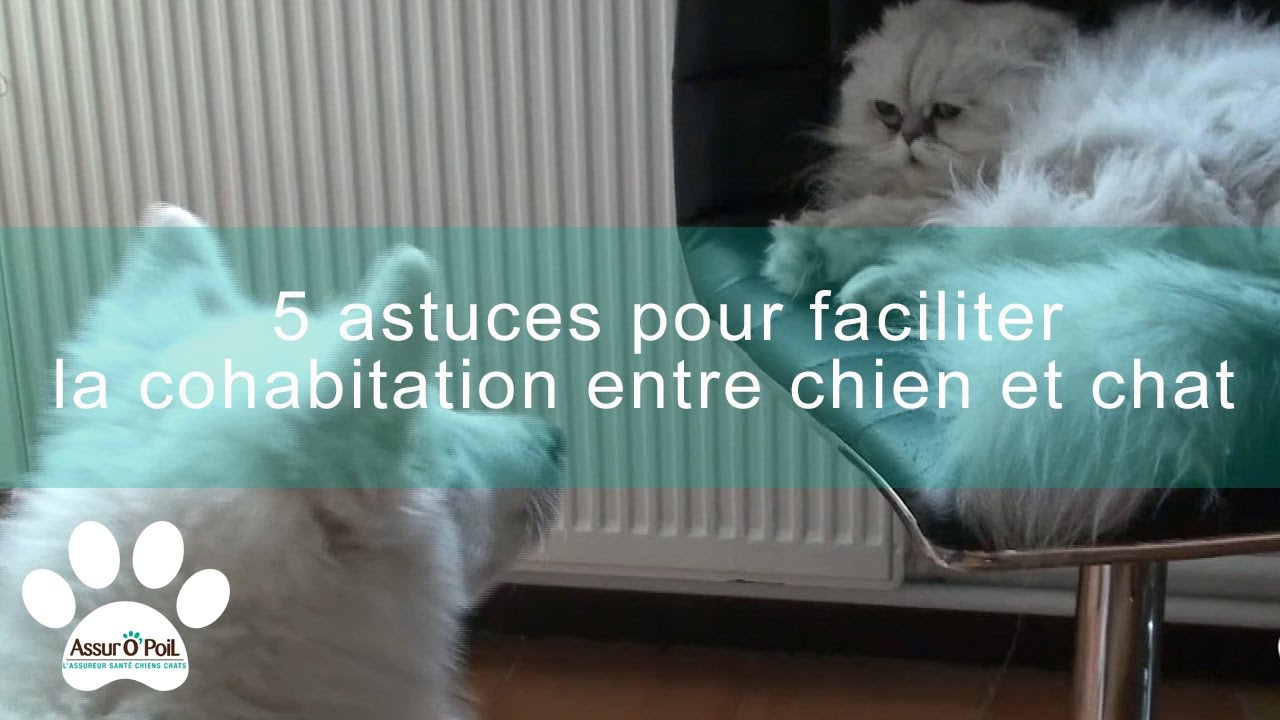 Cohabitation Chien Chat 5 Astuces Pour Vous Aider Assur Opoil