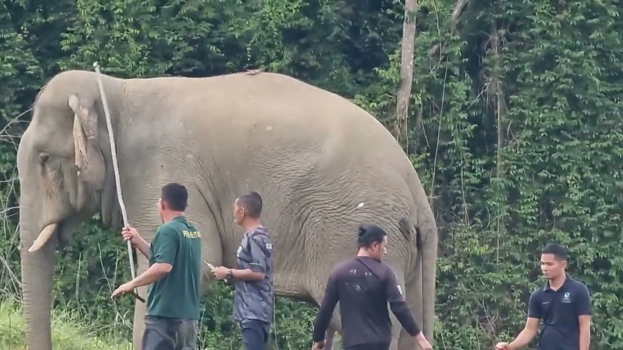 Pelepasan Gajah Liar oleh Jabatan Perhilitan (Unit Gajah) ke Taman Negara Kenyir