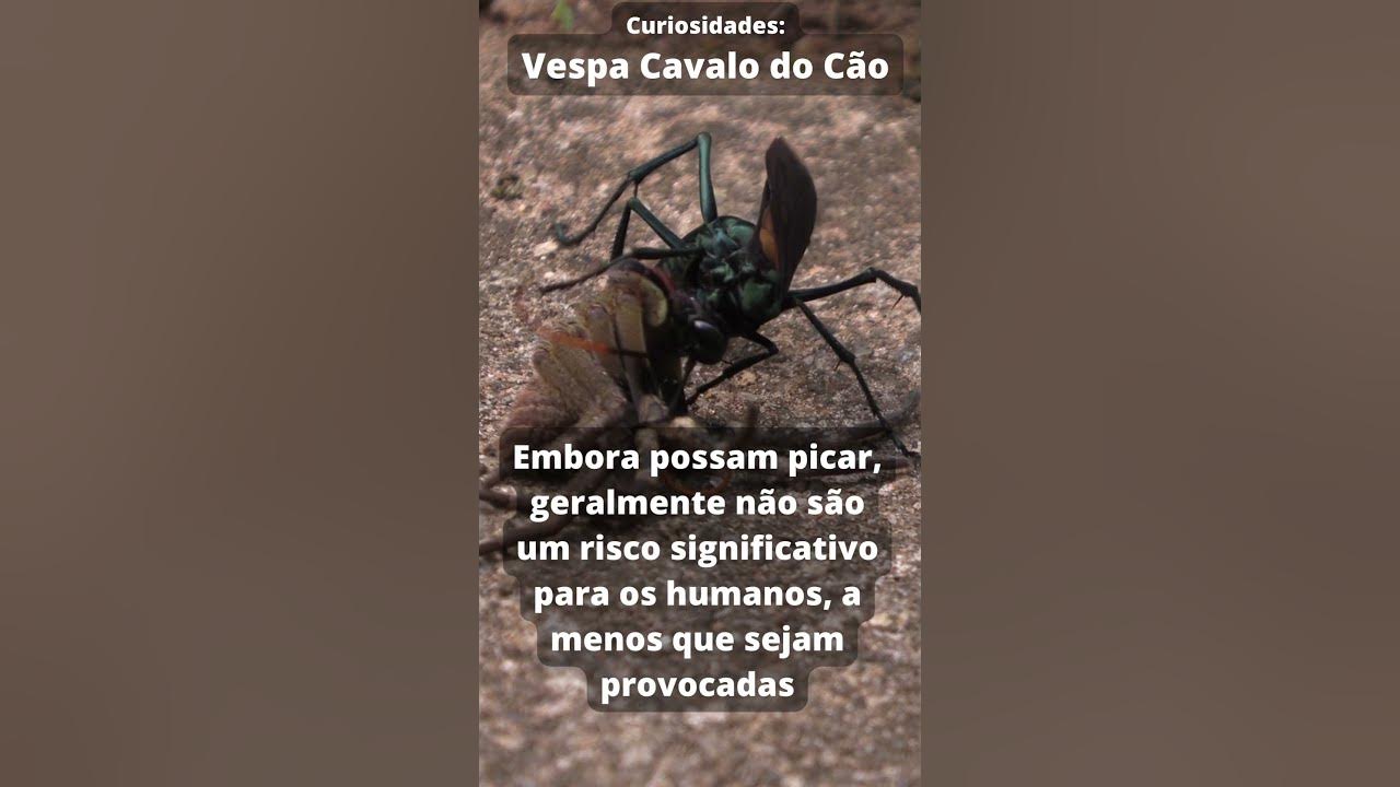 Vespa Cavalo do Cão - Curiosidades#4 