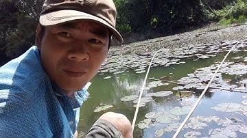 Qua cần giờ câu cá ngát dính luôn cá tráp khủng & đủ loại cá